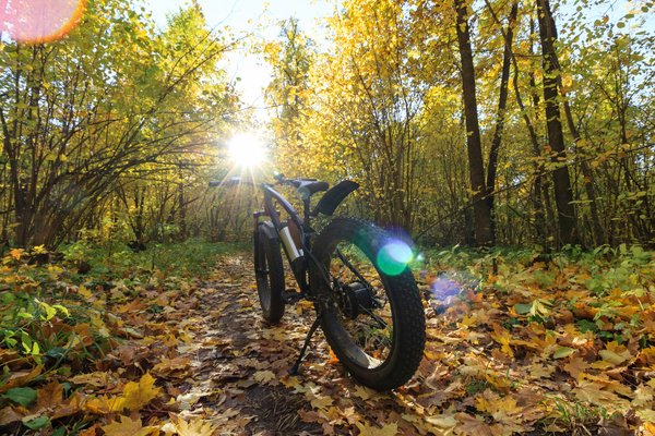 Spécialiste de la vente de vélos électriques : pourquoi le contacter ?